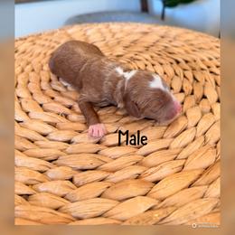 Boy 1 - Red  male Goldendoodle puppy in Glendale, Arizona from Follow Your Bliss Doodles