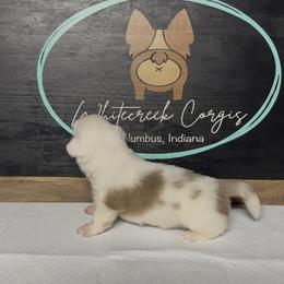 Winter - Red merle and white female American Corgi puppy in Columbus, Indiana from Whitecreek Corgis of Columbus, IN