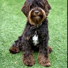 Max - Australian Labradoodle