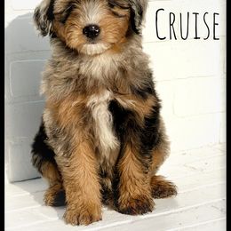 Aussiedoodle and Australian Shepherd Puppies from Faith, Feathers & FurBabies