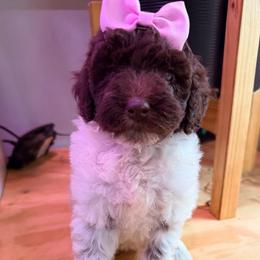 Foxy with training - Brown and white female Cockapoo puppy in Boonville, North Carolina from Doods & Dolls