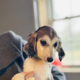 Domino female - Blue and cream female Afghan Hound puppy in Carlisle, Pennsylvania from Winterberry Afghan Hounds