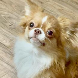 Groot - Chihuahua