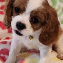 Cavalier King Charles Spaniels from Bill's Cavalier
