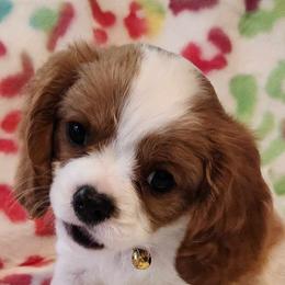 Cavalier King Charles Spaniels from Bill's Cavalier