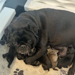 Black Boy 1 - Black male Pug puppy in Hemet, California from Greek God Pugs