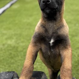Female Orange collar (𝐍𝐨𝐭𝐨𝐫𝐢𝐨𝐮𝐬 𝐚𝐤𝐚 𝐍𝐎𝐑𝐈) - Belgian Malinois puppy from Maricopa Malinois (SERIOUS INQUIRIES ONLY)