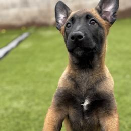 Female Orange collar (𝐍𝐨𝐭𝐨𝐫𝐢𝐨𝐮𝐬 𝐚𝐤𝐚 𝐍𝐎𝐑𝐈) - Belgian Malinois puppy from Maricopa Malinois (SERIOUS INQUIRIES ONLY)