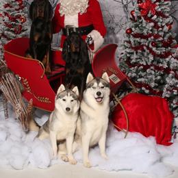 Siberian Husky All Grown Up from Twilights Kennel