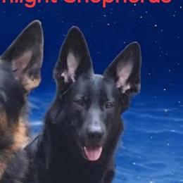 German Shepherds from Vicki Rohr