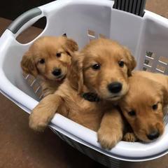 Golden Retriever and Goldendoodle Puppies from Deer Creek Goldens
