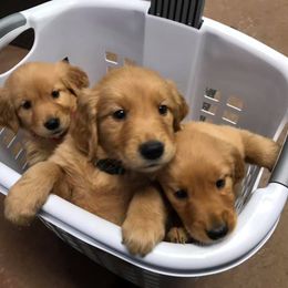 Golden Retriever and Goldendoodle Puppies from Deer Creek Goldens
