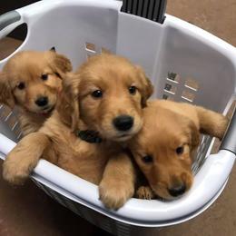 Golden Retriever and Goldendoodle Puppies from Deer Creek Goldens