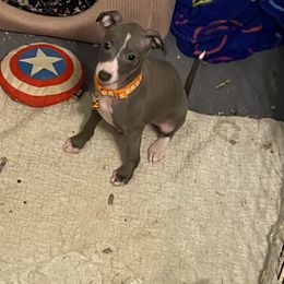 Girl 3-Orange - Italian Greyhound puppy from Khani's Basenjis and Italian Greyhounds