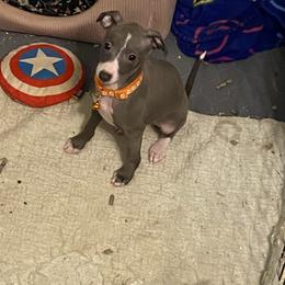 Girl 3-Orange - Italian Greyhound puppy from Khani's Basenjis and Italian Greyhounds