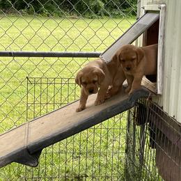 Jack Russell Terrier and Labrador Retriever Puppies from Canine Assist