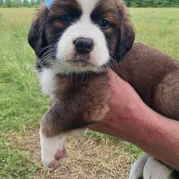 Companion Cross and Saint Bernard Puppies from Coleman Saint Bernards of Ohio