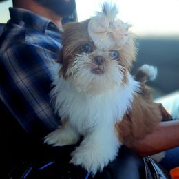 Shih Tzu Puppies from Shantii's Shih Tzu's