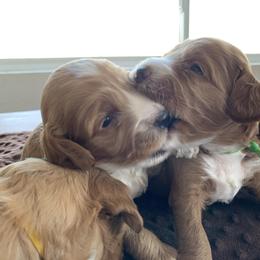 Cockapoo Puppies from ApplebyFarm
