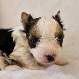 Yorkshire Terrier Puppies from Lady A's Yorkies