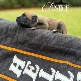Justice- light blue - Fawn sable female Belgian Malinois puppy in North Carolina from Furia Ignis Belgian Malinois