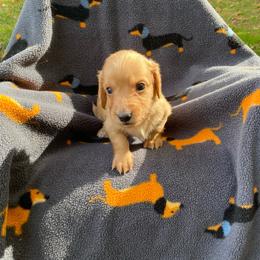 Cider - Red male Dachshund puppy in Wolf Lake, Indiana from Canisteo Dachshunds