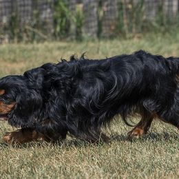 Cavalier King Charles Spaniels and Japanese Chins from KonopkaKennelsLLC