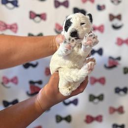 Mr. Thor - Parti male Poodle puppy in Gainesville, Florida from Pet Inn Xxweetdoodles