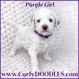 Purple Girl - Parti female Goldendoodle puppy in Taneytown, Maryland from Curlydoodles