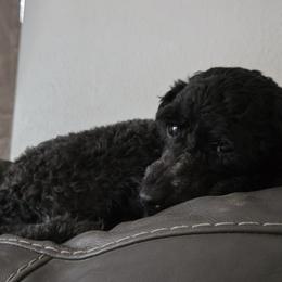 Lilly - Poodle