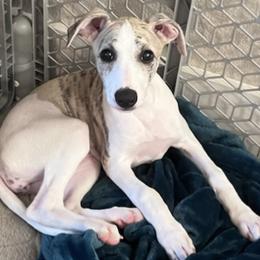 Cocker Spaniels and Whippets from Eaglewings