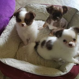 Chihuahua Puppies from BG's Chihuahua