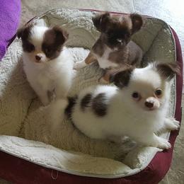Chihuahua Puppies from BG's Chihuahua