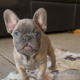 Neru - Blue fawn male French Bulldog puppy in Miami, Florida from Oceanside French Bulldogs