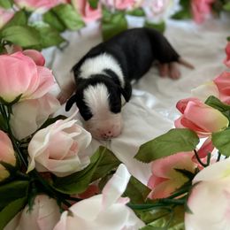Great Dane Puppies from Kaitlin Cunningham