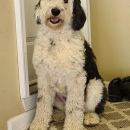 Saint Berdoodle and Sheepadoodle All Grown Up from Heart of Dixie Doodles