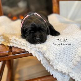 Moxie - Black female Labrador Retriever puppy in Cinebar, Washington from Pure Joy Labradors and Mini Dachshunds