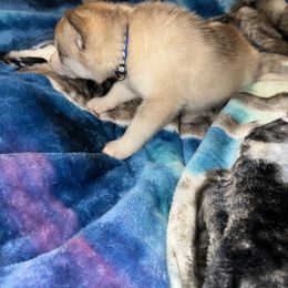 Siberian Husky Puppies from Feazell’s Siberian Huskies