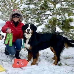 Bernese Mountain Dogs from Angelina's Bernese Dogs