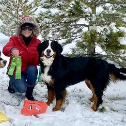 Bernese Mountain Dogs from Angelina's Bernese Dogs