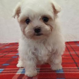 Zoe - White female Maltese puppy in Monticello, Iowa from Ashley’s Puppies