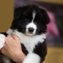 Border Collie Puppies from Lisa Schneider