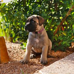 Dark purple girl - Fawn female Bullmastiff puppy in Lorena, Texas from Central Texas Bullmastiffs