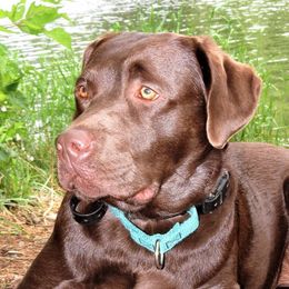 Olive - Labrador Retriever