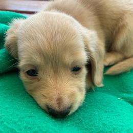 Girl 4 - Cream female Dachshund puppy in Vinton, Iowa from Lerch Family Dachshunds