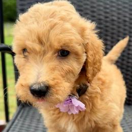 Light Purple Collar Girl - Cream female Double Doodle puppy in Clarks Hill, South Carolina from Rosie’s Double Doodles