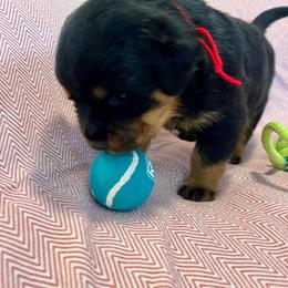 Thunder - Black and mahogany male Rottweiler puppy in Crothersville, Indiana from The Solid Rock Kennel