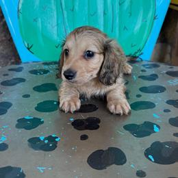 Sonny - Cream male Dachshund puppy in Hawley, Texas from Foxy’s Dachshunds & Toy Aussies