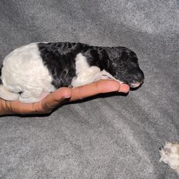 Girl 1 - Parti female Poodle puppy in Fort Lauderdale, Florida from SoFlo Standard Poodles