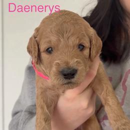 Daenerys - Red  female Goldendoodle puppy in Richmond, Texas from Harper’s Heartbeats
